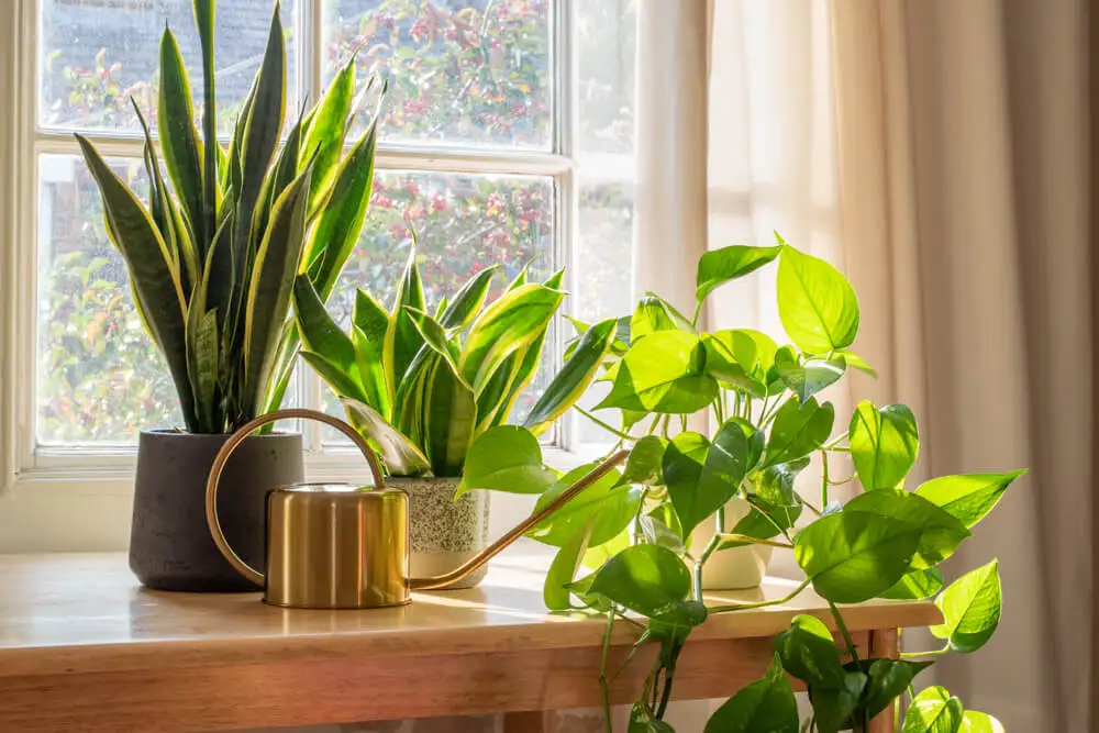 Top 10 Winter Gardening Tips For Indoor Plants