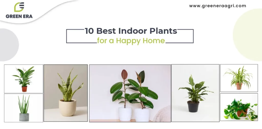 10 Best Indoor Plants for a Happy Home