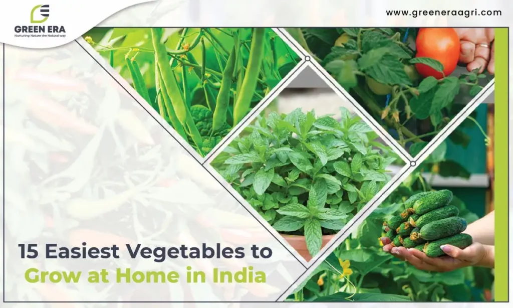 15 Easiest Vegetables to Grow at Home in India