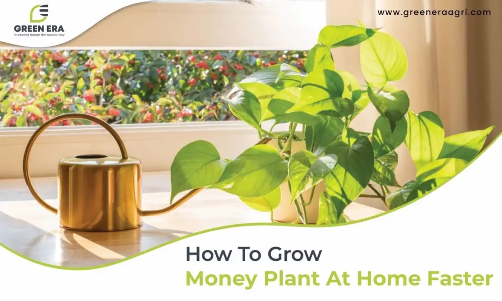 How To Grow Money Plant At Home Faster