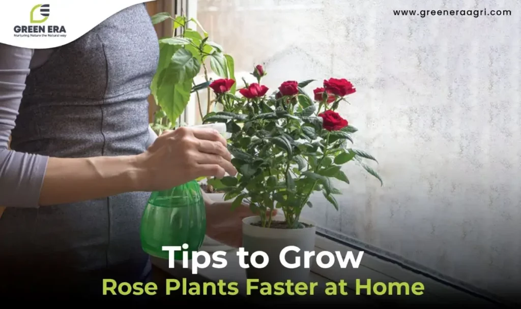Tips to Grow Rose Plants Faster at Home