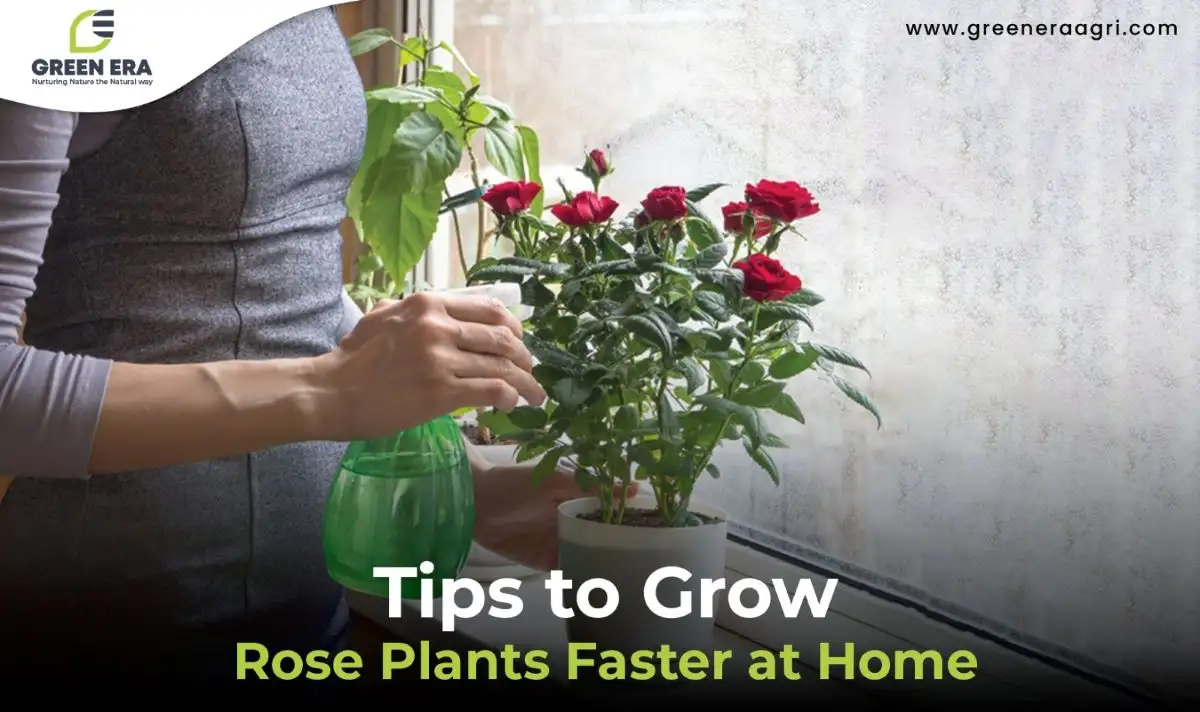 Tips to Grow Rose Plants Faster at Home Green Era Agri