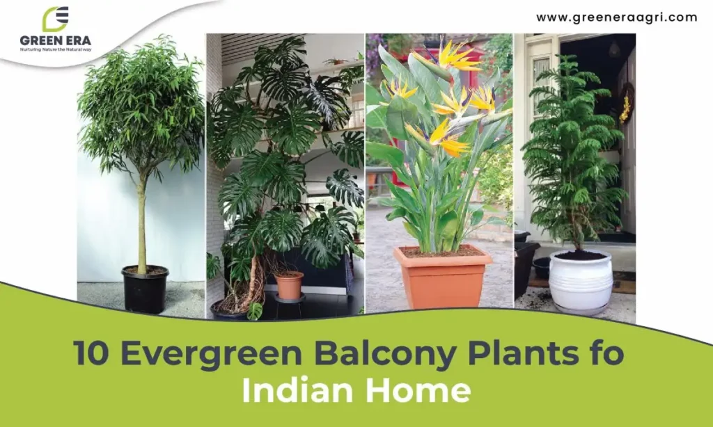 10 Evergreen Balcony Plants for Indian Home