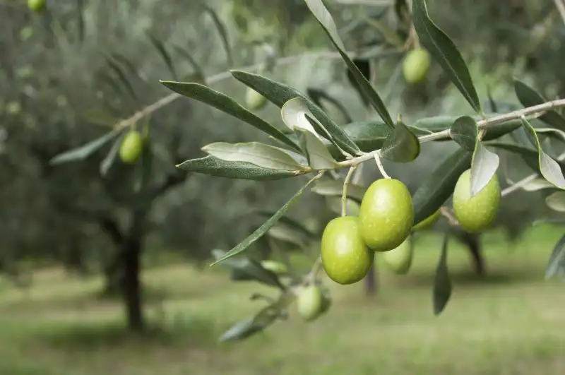 Dwarf Olive Tree